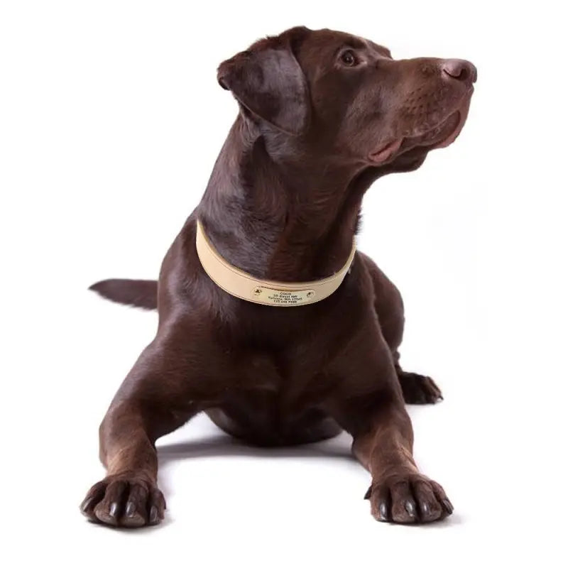 Collier chien cuir large gravé