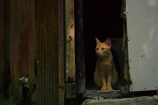 Dónde comer en Cabo de Gata según la ciencia del sabor