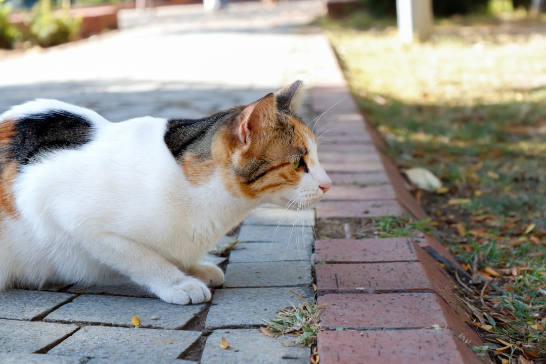 Wie lange sind Katzen schwanger Wissenschaftlich erklärt