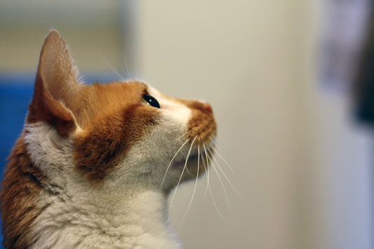 Comida de gato científica Cómo elegir la mejor opción