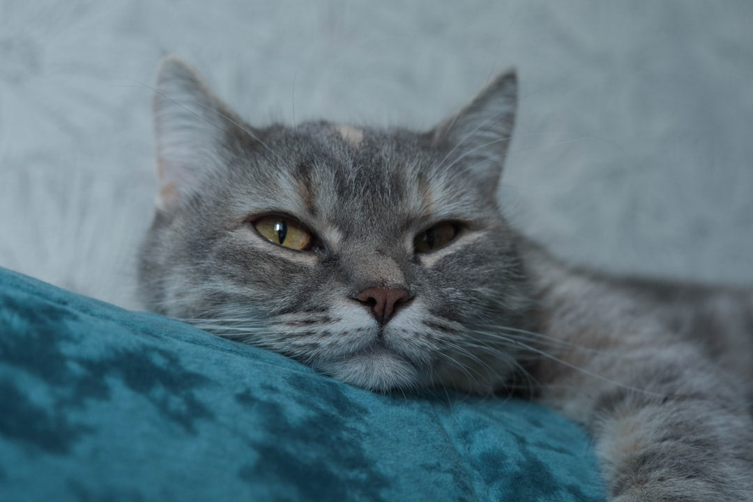 Wann sind Katzen ausgewachsen Wissenschaftlich erklärt
