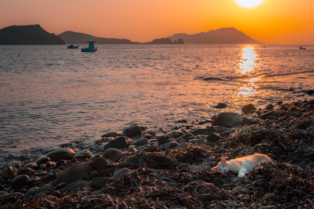 Rannsókn á Bremen hundi, ketti, asna og hani