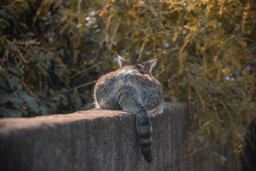 Ce nu au voie sa manance pisicile și de ce este periculos