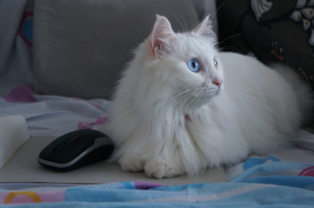 Hur mycket kostar en katt Vetenskaplig analys av totalkostnad