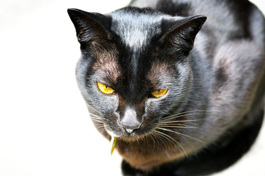 Cómo dibujar un gato según la percepción visual humana