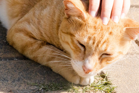 El misterio de Roberto Carlos el gato que está triste y azul