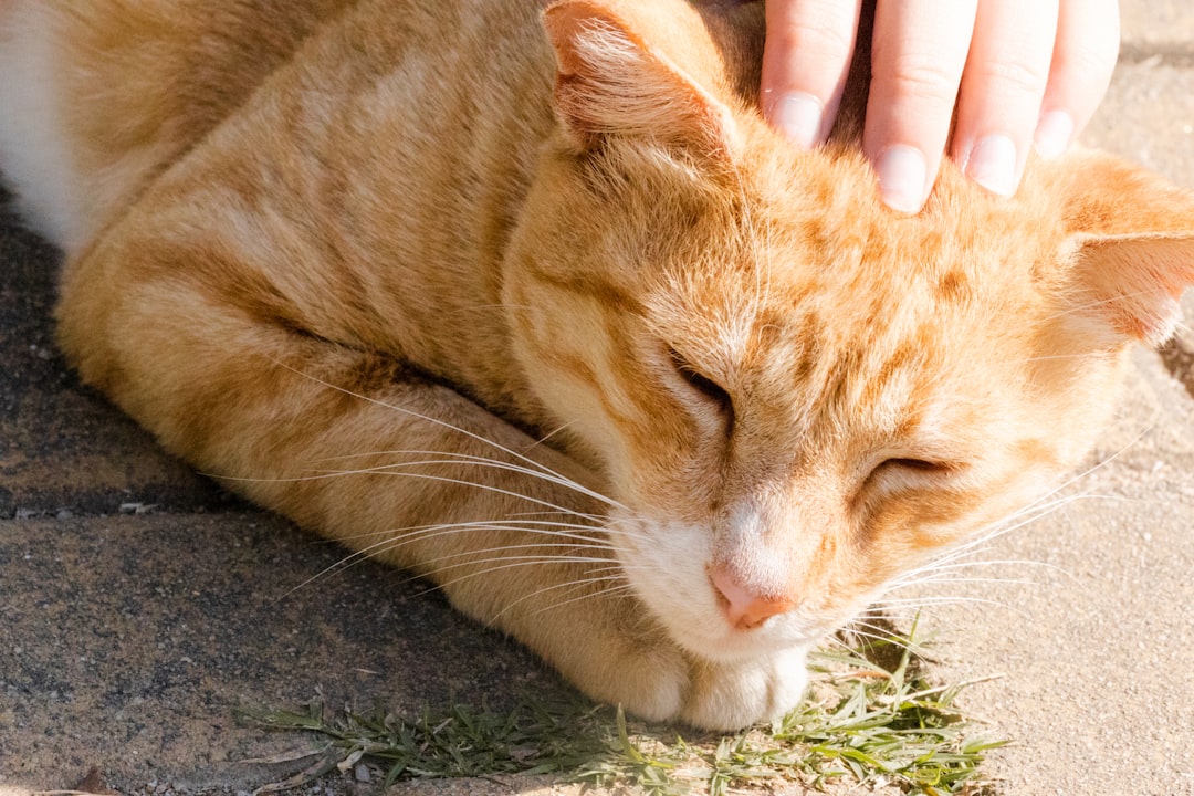 Kuinka kauan kissa elää – eliniän tieteellinen näkökulma