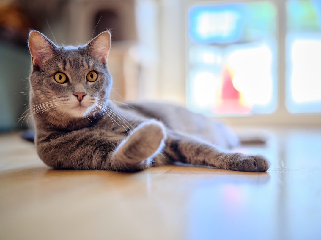 Wie alt wird eine Katze Wissenschaftliche Fakten zur Lebenserwartung