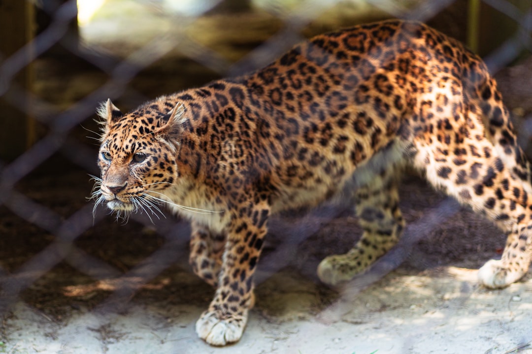 Resumo Científico de O Gato Malhado e a Andorinha Sinhá