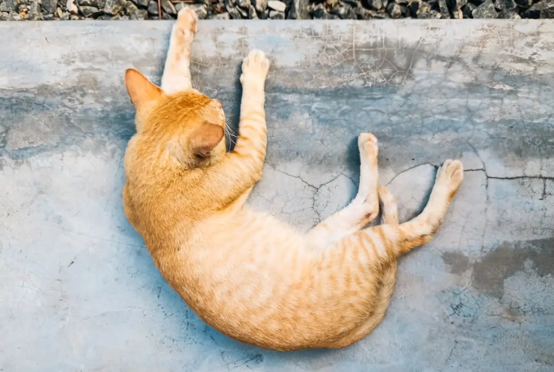 Un chat tigré orange qui s’étire, où le chat malade influence votre vie à la maison.