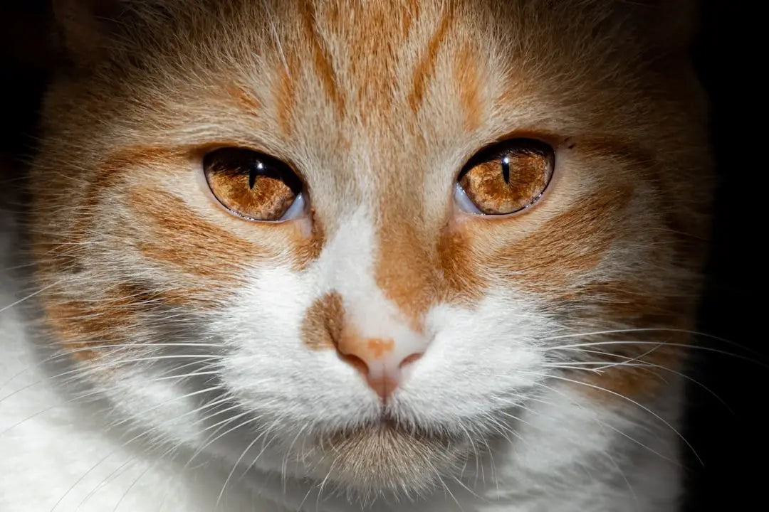 Visage de chat orange et blanc, parfait pour les animaux et les fournitures pour animaux.