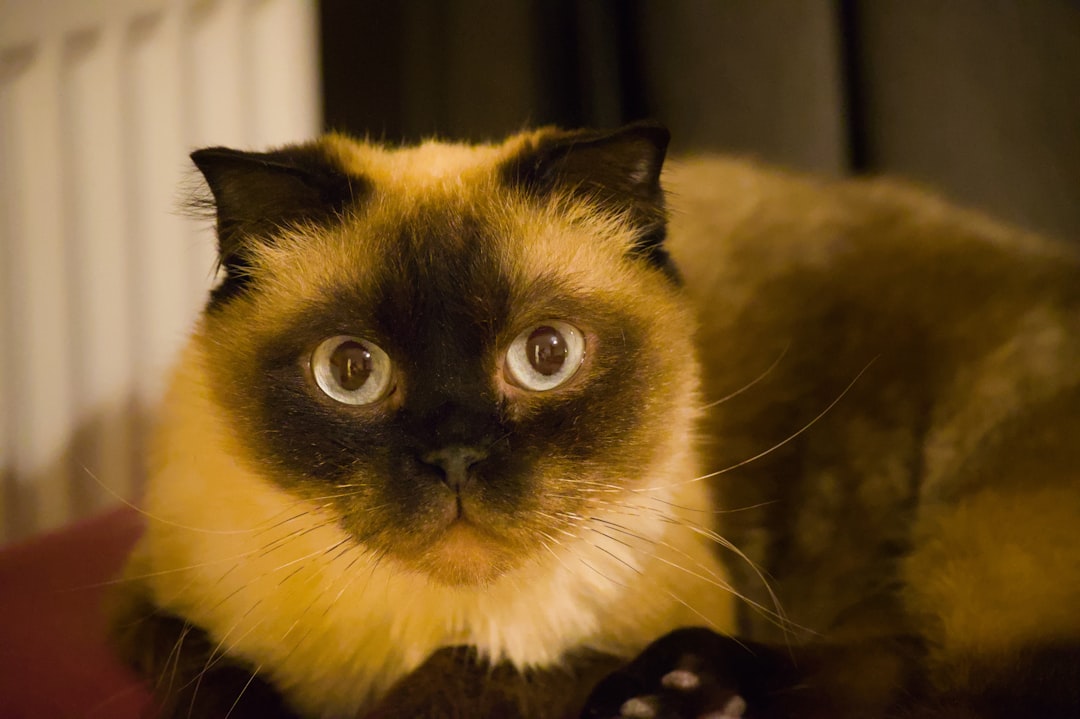 Kielletyt ruoka-aineet: mitä kissa ei saa syödä