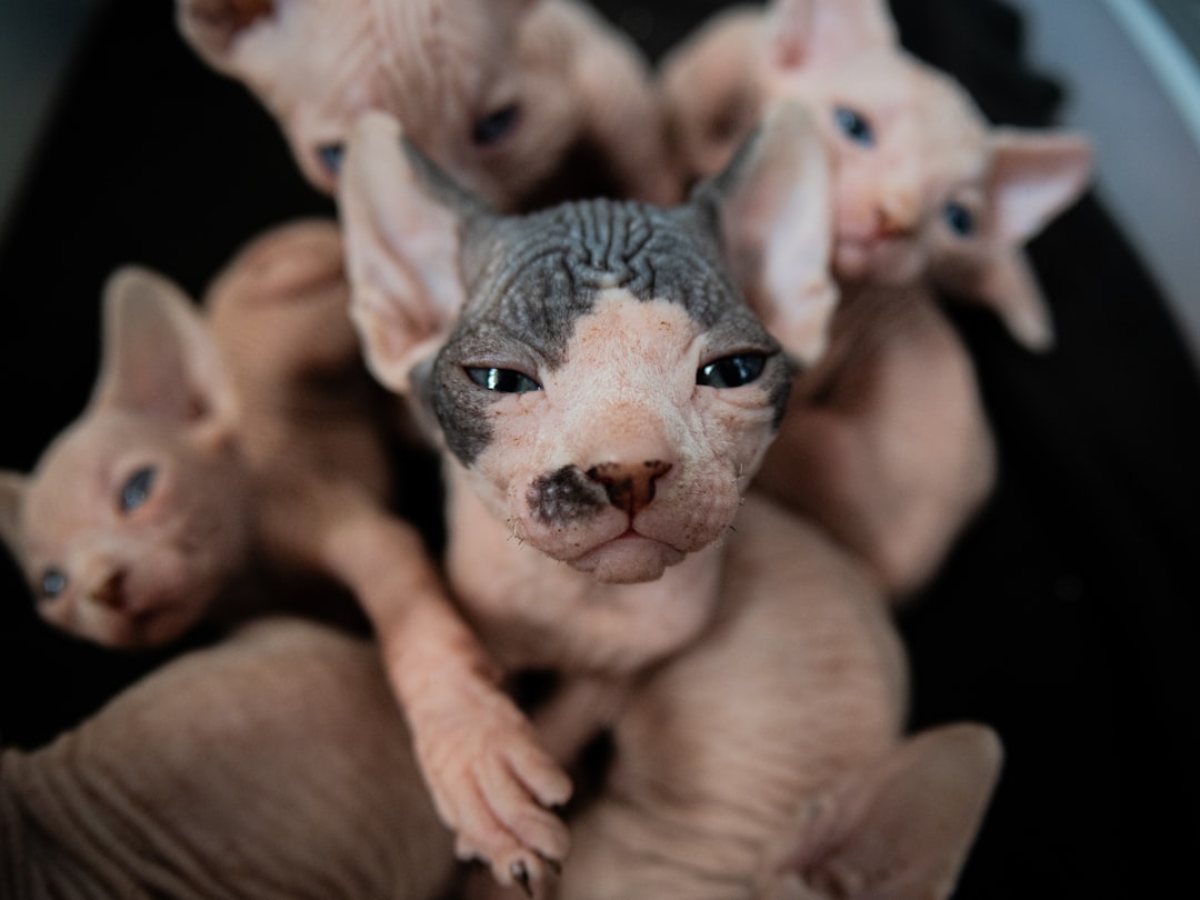 "Cuánto Viven los Gatos: Descubre la Ciencia Detrás"