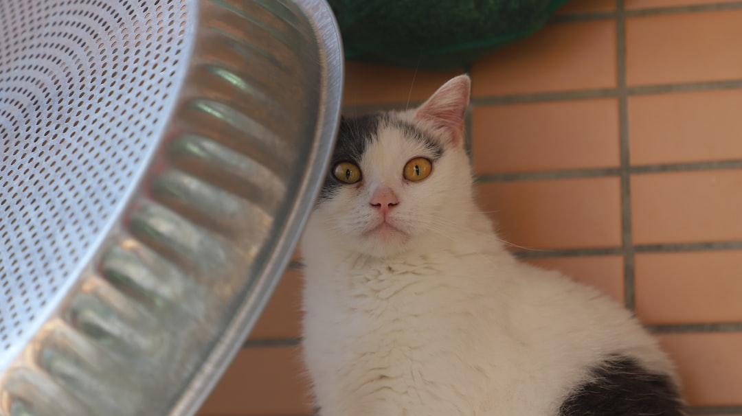 Come vede il gatto La scienza dietro la sua visione felina