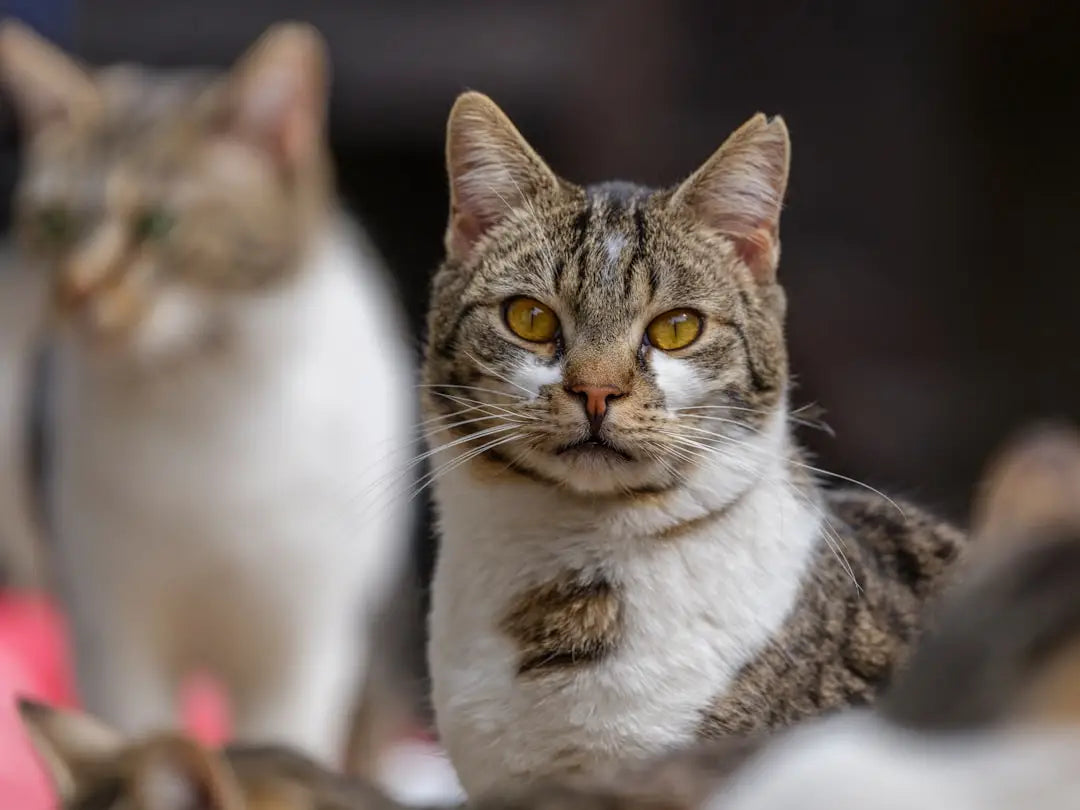 Chat tigré aux yeux jaunes, un exemple parfait de la beauté des chats et leur alimentation.