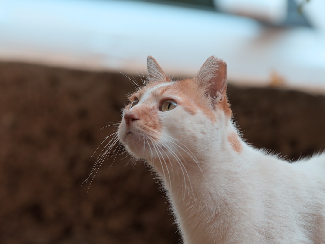 Hvorfor slår man katten af tønden ifølge dansk tradition