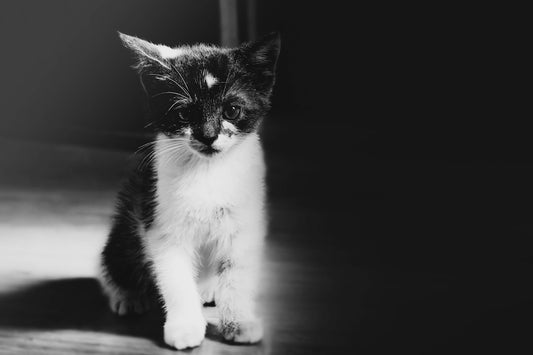 Cuantos vive un gato según la ciencia moderna