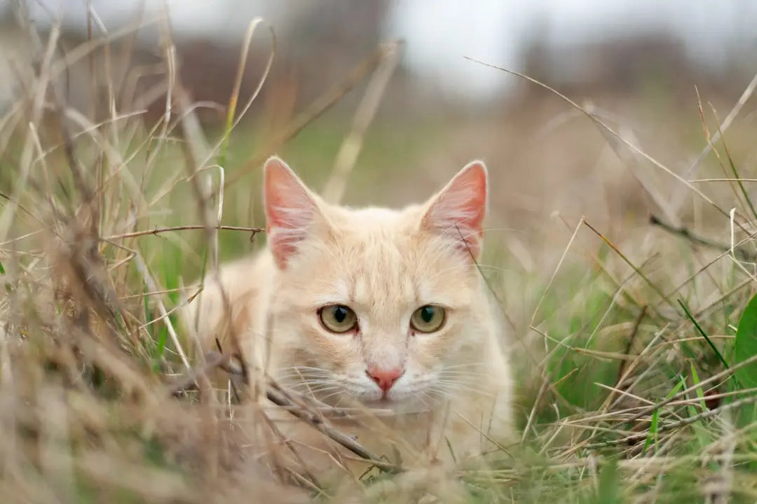 Chat orange vif se concentrant sur le phénomène du zoute kater.