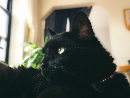 Cuanto cuesta castrar un gato según estudios veterinarios
