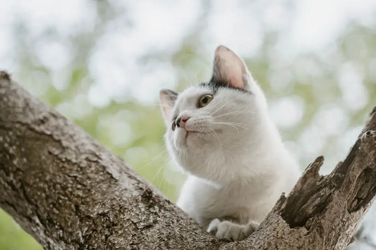Une gata blanche perchée dans un arbre durant son cycle reproductif.