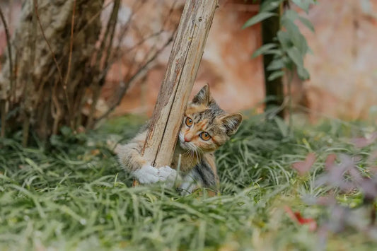 Chaton tigré s’accrochant à un poteau en bois dans un article sur les gâts.