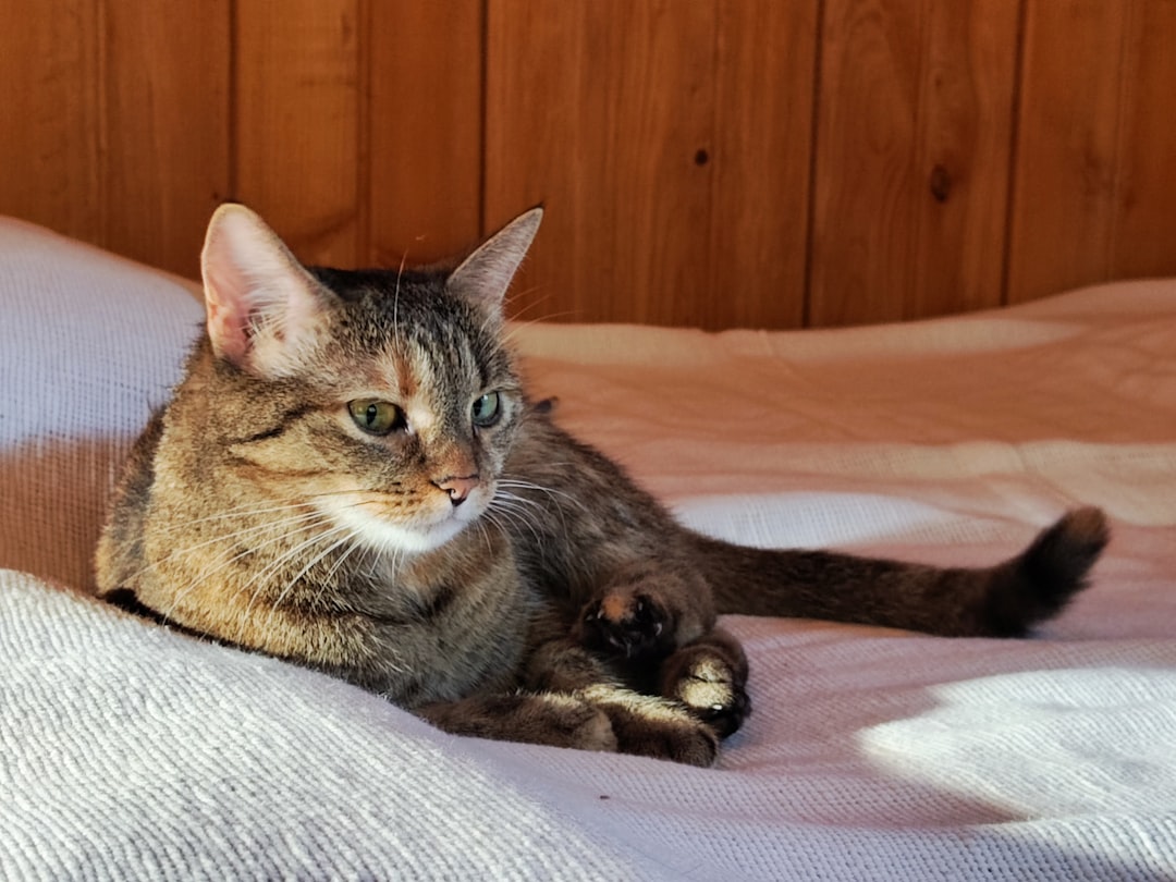 Quanto dorme un gatto e perché riposa così tanto