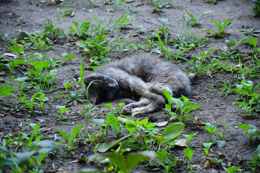 Cómo cortar uñas gato de forma segura y científica