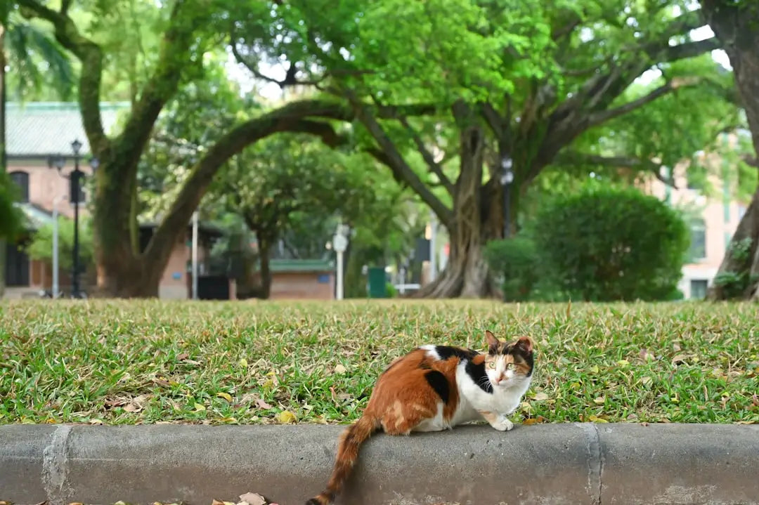 Calico cat sitting, illustre le sujet de la courte graviditetsperiode hos katte.