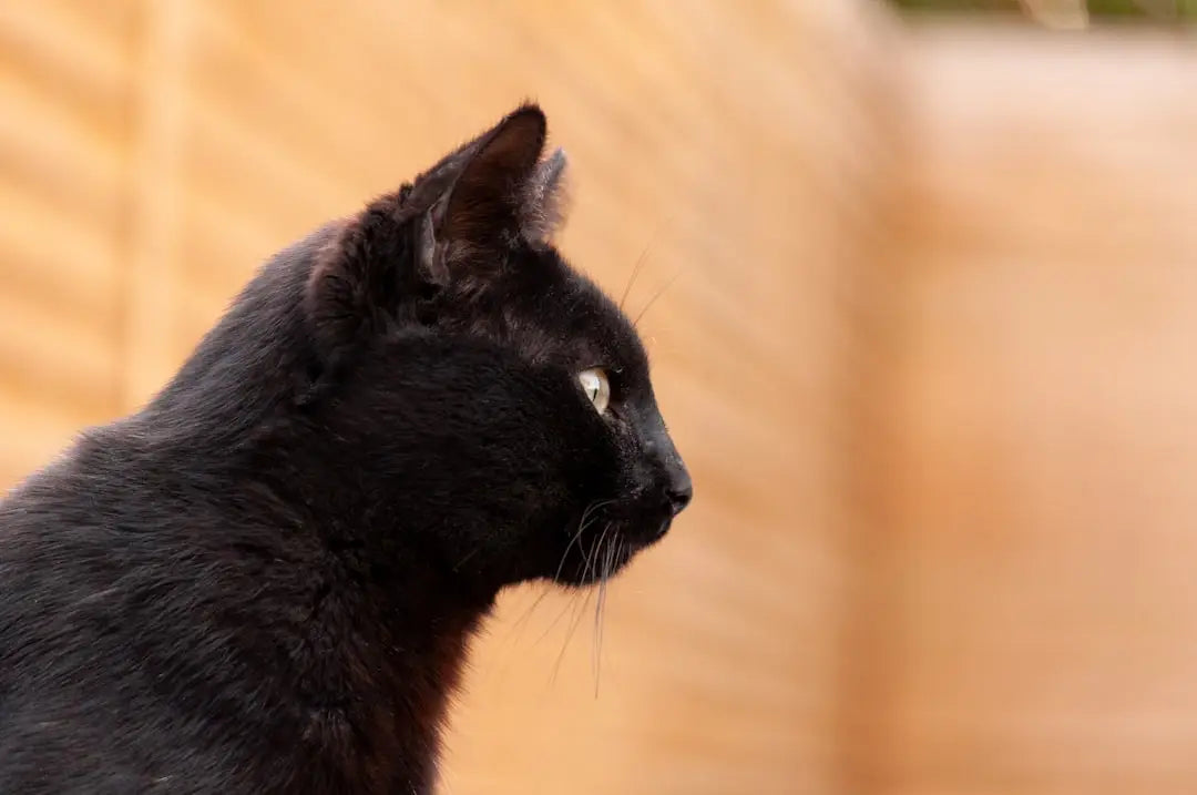 Profil élégant d’un chat noir, pouvant mieux répondre à ce que le chat signifie.