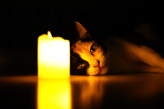 Bougie lumineuse à côté d’un chat qui illustre la longévité féline.