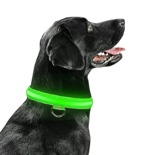 Collier lumineux vert pour chiens sur fond noir Transparent Background