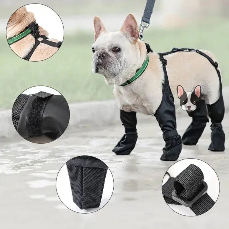 Chien portant harnais, laisse et meilleures bottes pour promeneur actif