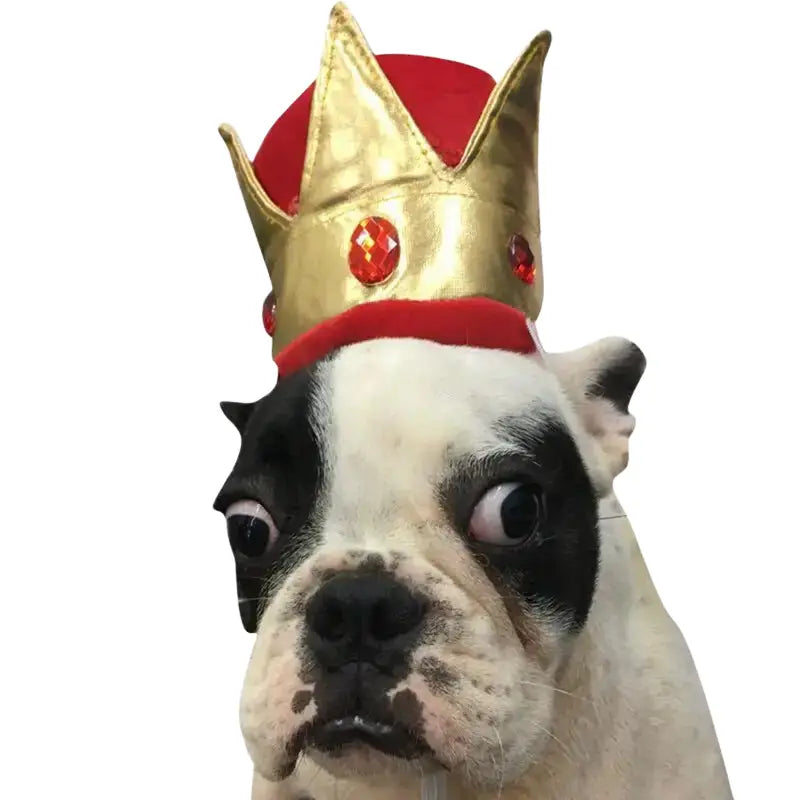 Chapeau pour Chien Couronne Royal Transparent Background