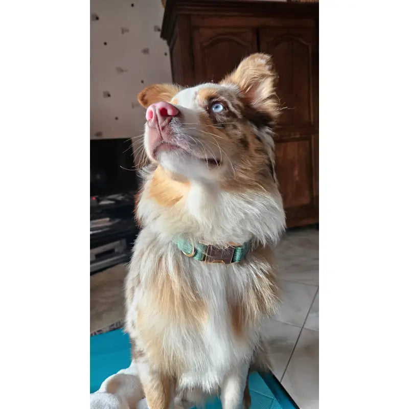 Kit Complet Chien Personnalisé Velours Côtelé Vert