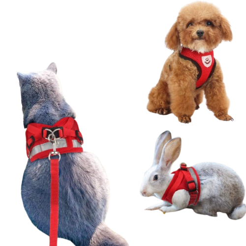 Harnais pour promenade chien et chat Transparent Background