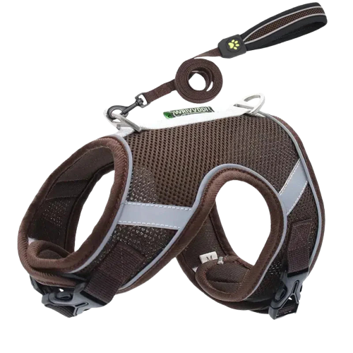 Harnais pour Mainecoon Transparent Background