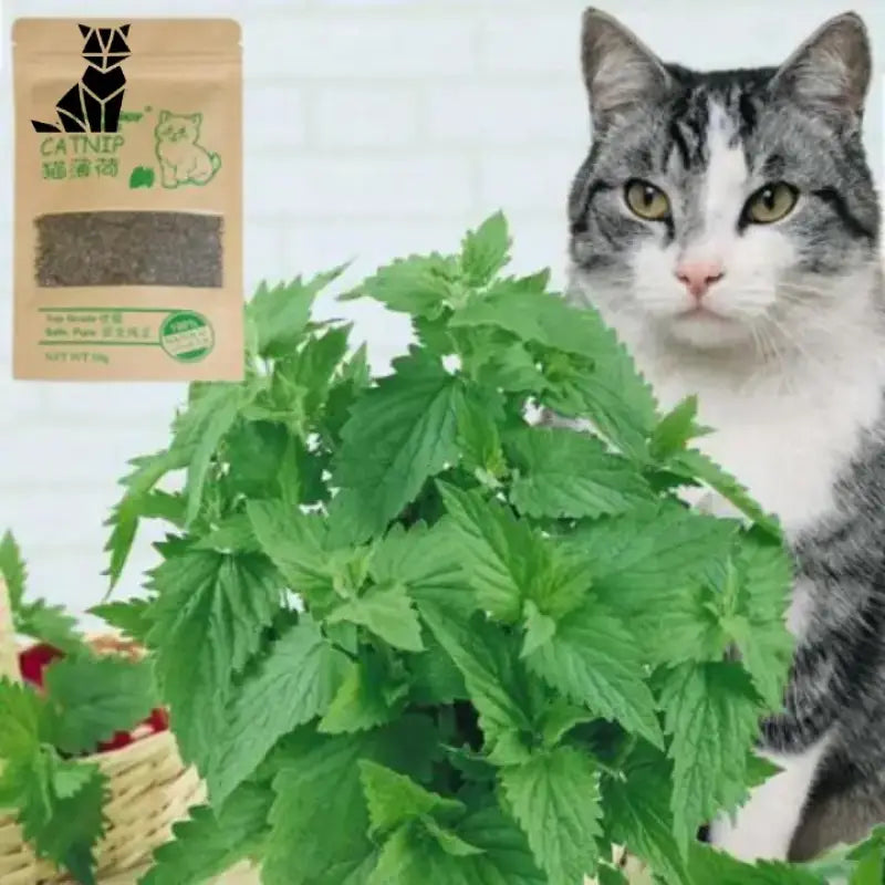 Herbe à Chat Cataire 100% Naturelle Avec Effet Euphorisant Pour Chats - Herbe à Chat