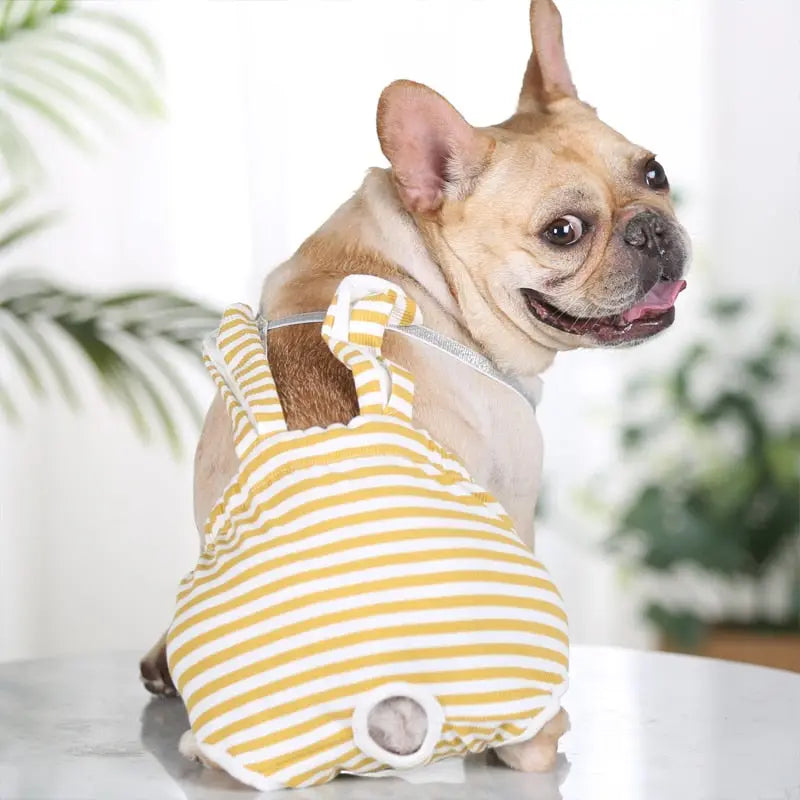 Petit chien portant un short physiologique lavable assis sur une table ; style et confort