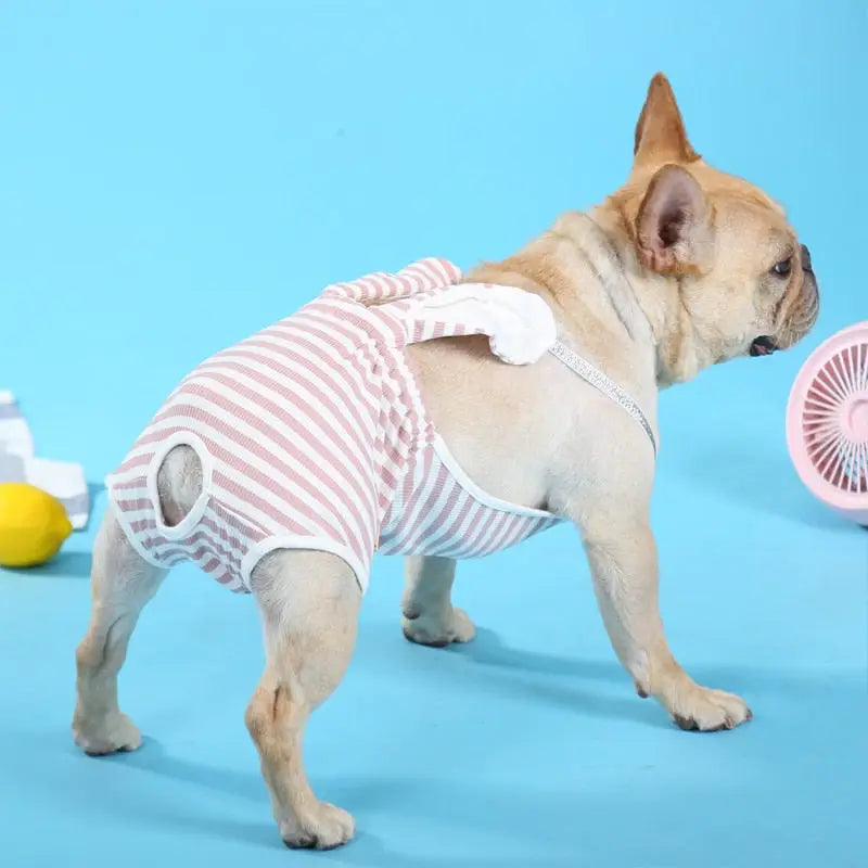 Petit chien en chemise rayée rose et blanche - Short physiologique lavable pour chiens